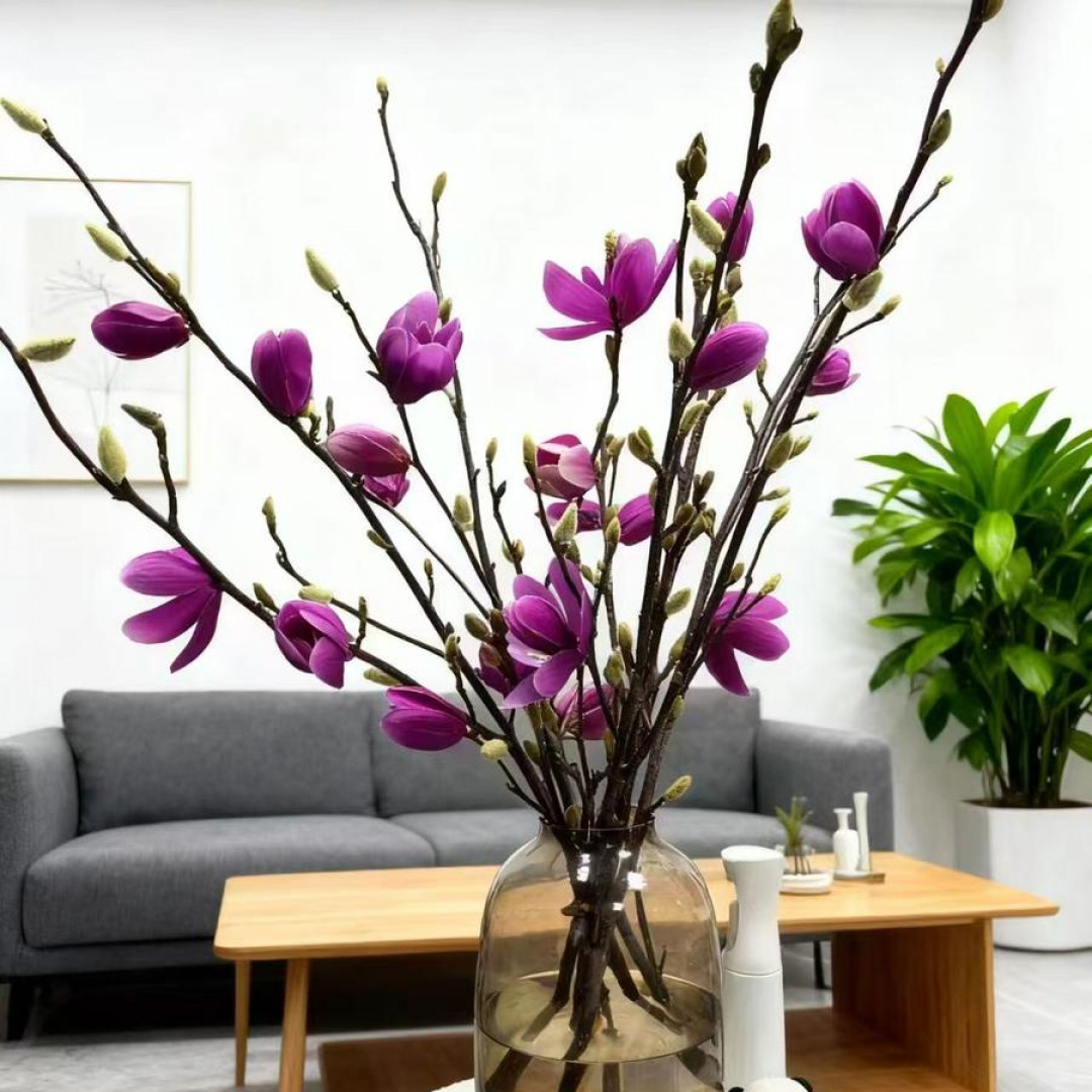 【带花苞发货】紫玉兰水培鲜切枝室内浓香耐寒花卉懒人好养活