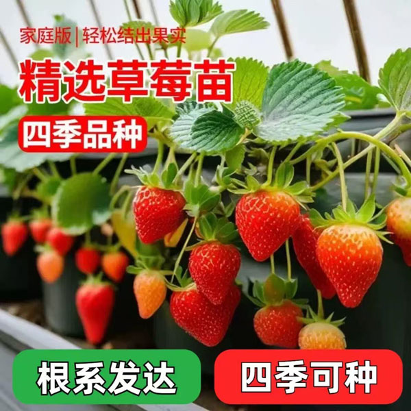 优质草莓苗新苗奶油红颜盆栽地栽室内外四季新手种植宁玉章姬香野