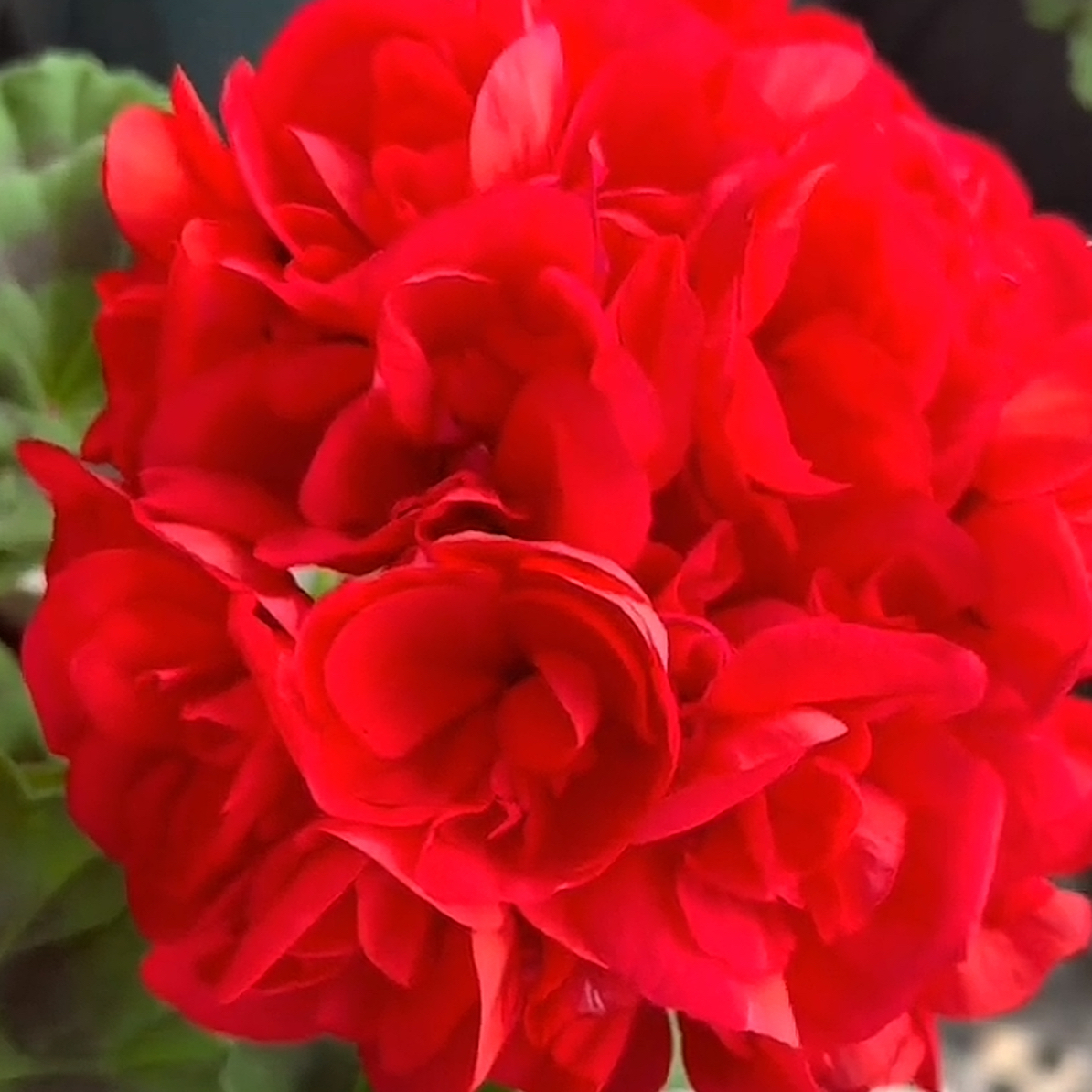 【公爵】直立天竺葵小苗花型紧凑大花球耐热勤花低于零下2度拍保温