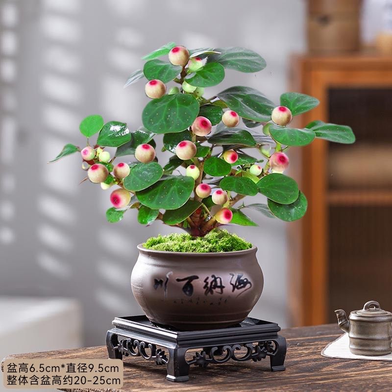小盼菩提树盆景办公室桌面禅意小盆栽四季好养净化空气观赏绿植