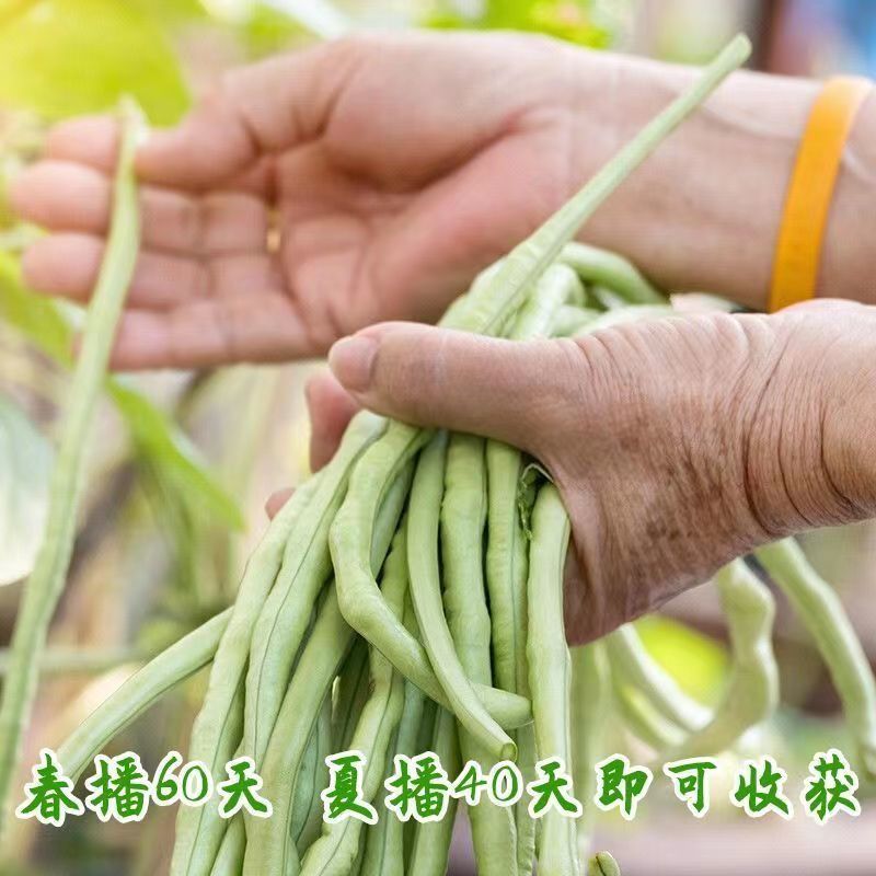爆款摘不败无架长豆角种子不用搭架子的长豆角蔬菜种籽四季播种长