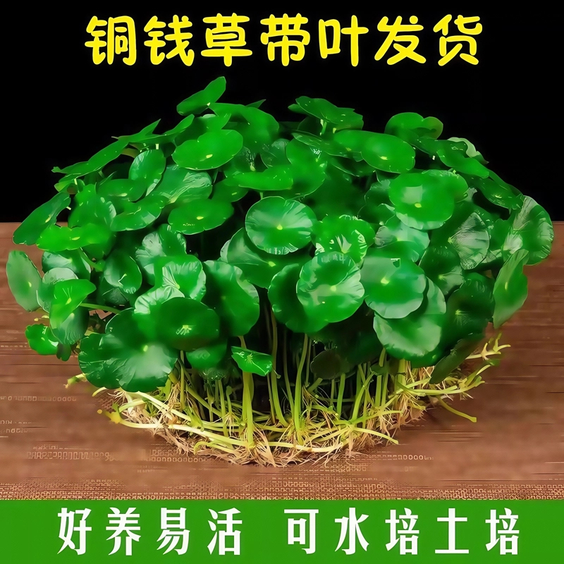 铜钱草水培植物盆栽室内小绿植花卉水养金钱草籽水生四季好养带叶