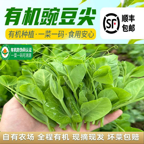 【顺丰包邮】有机豌豆尖新鲜豌豆尖时令蔬菜现摘现发鲜嫩当季新鲜菜
