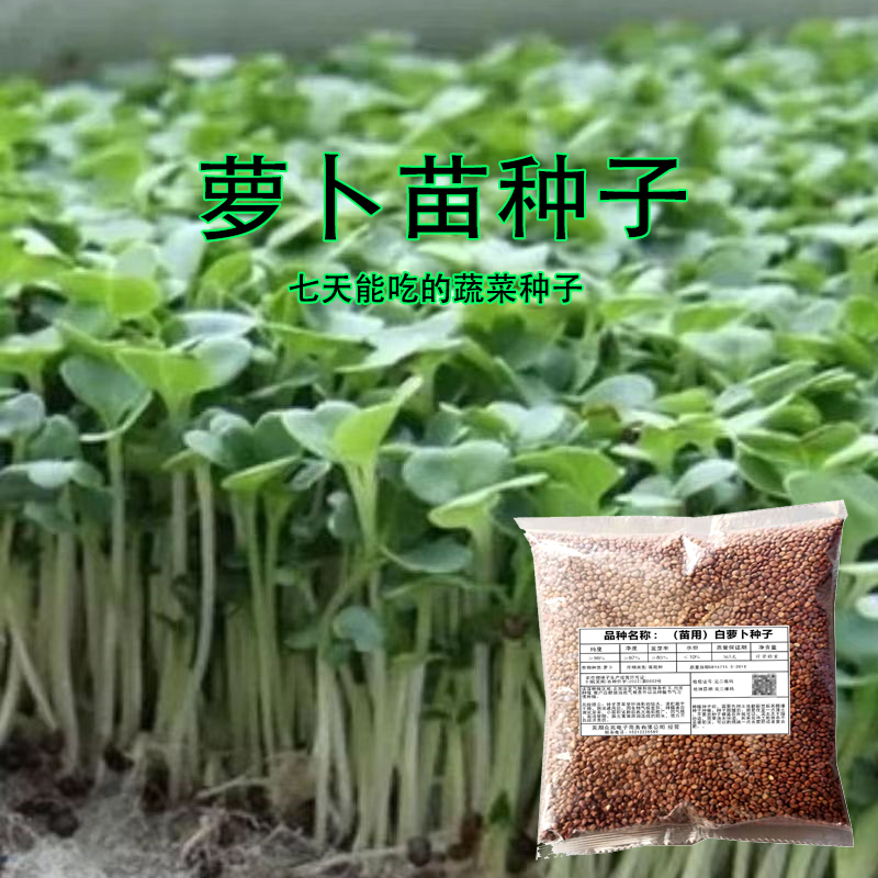 萝卜苗种籽白杆红杆紫杆按斤卖土培水培芽苗菜种四季种植种子蔬菜