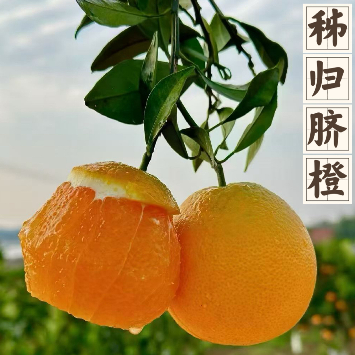 正宗秭归九月红脐橙产地现摘现发新鲜应季香甜爆汁橙子脐橙果冻橙