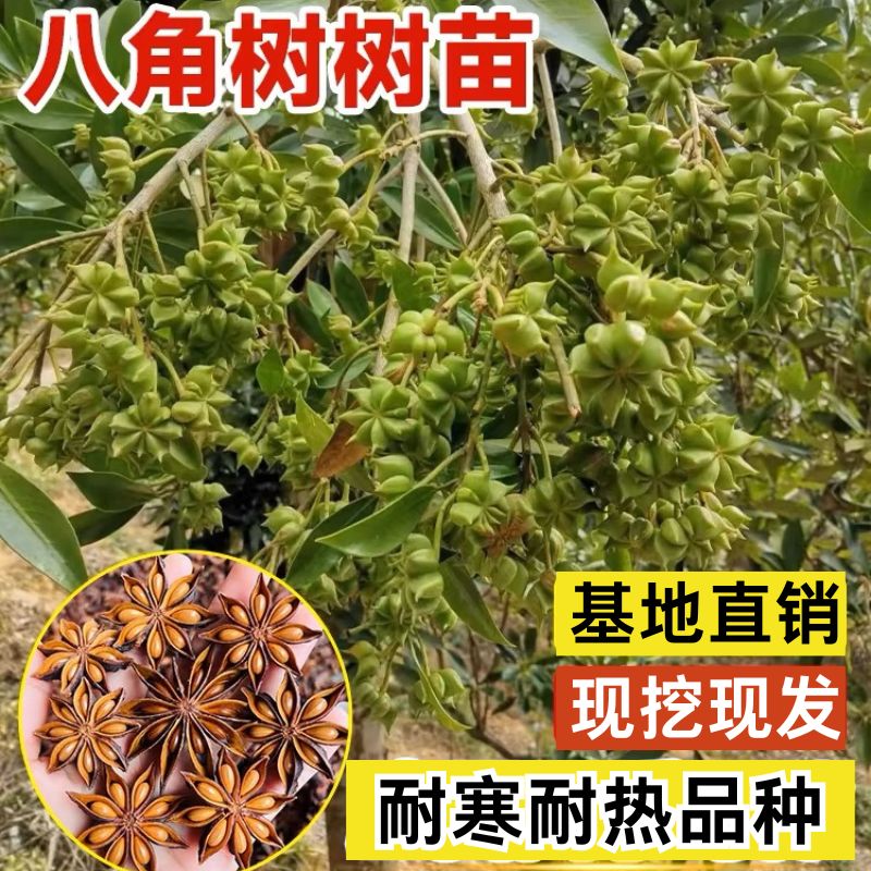 【正宗八角茴香树苗】现挖现发四季种植盆栽地栽耐寒耐热树苗