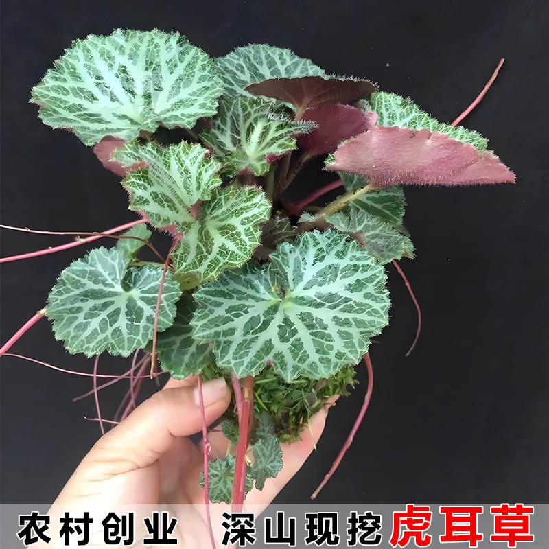 虎耳草金丝荷叶金线吊芙蓉假山附石鱼缸花园绿植盆栽现摘容易