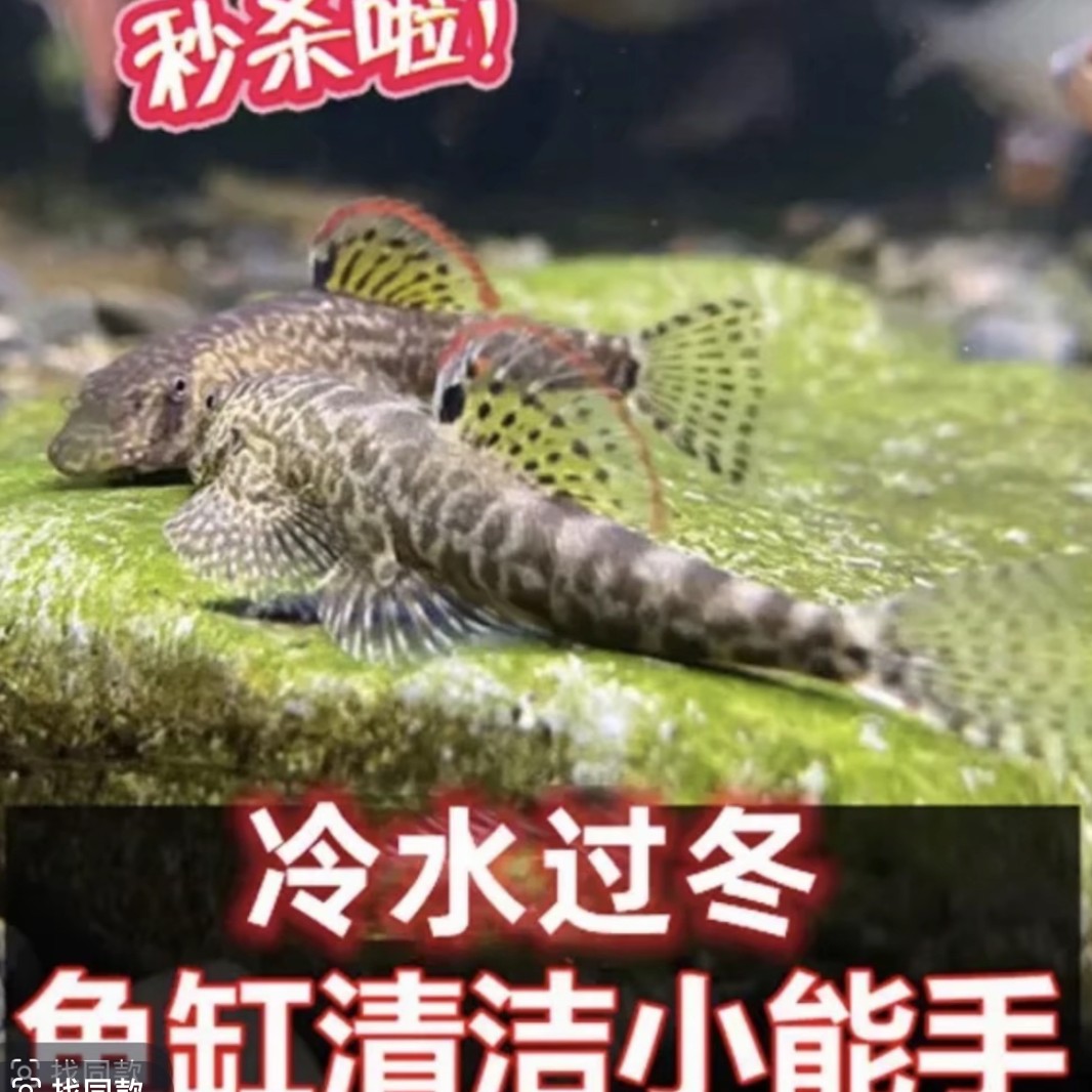 小精灵冷水清洁鱼鱼道夫工具鱼擦玻璃吃垃圾清道夫净化鱼缸