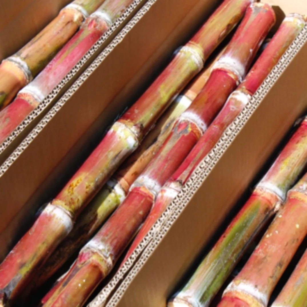 云南老品种红皮脆皮甘蔗新鲜食用爽口现砍现发个别小裂