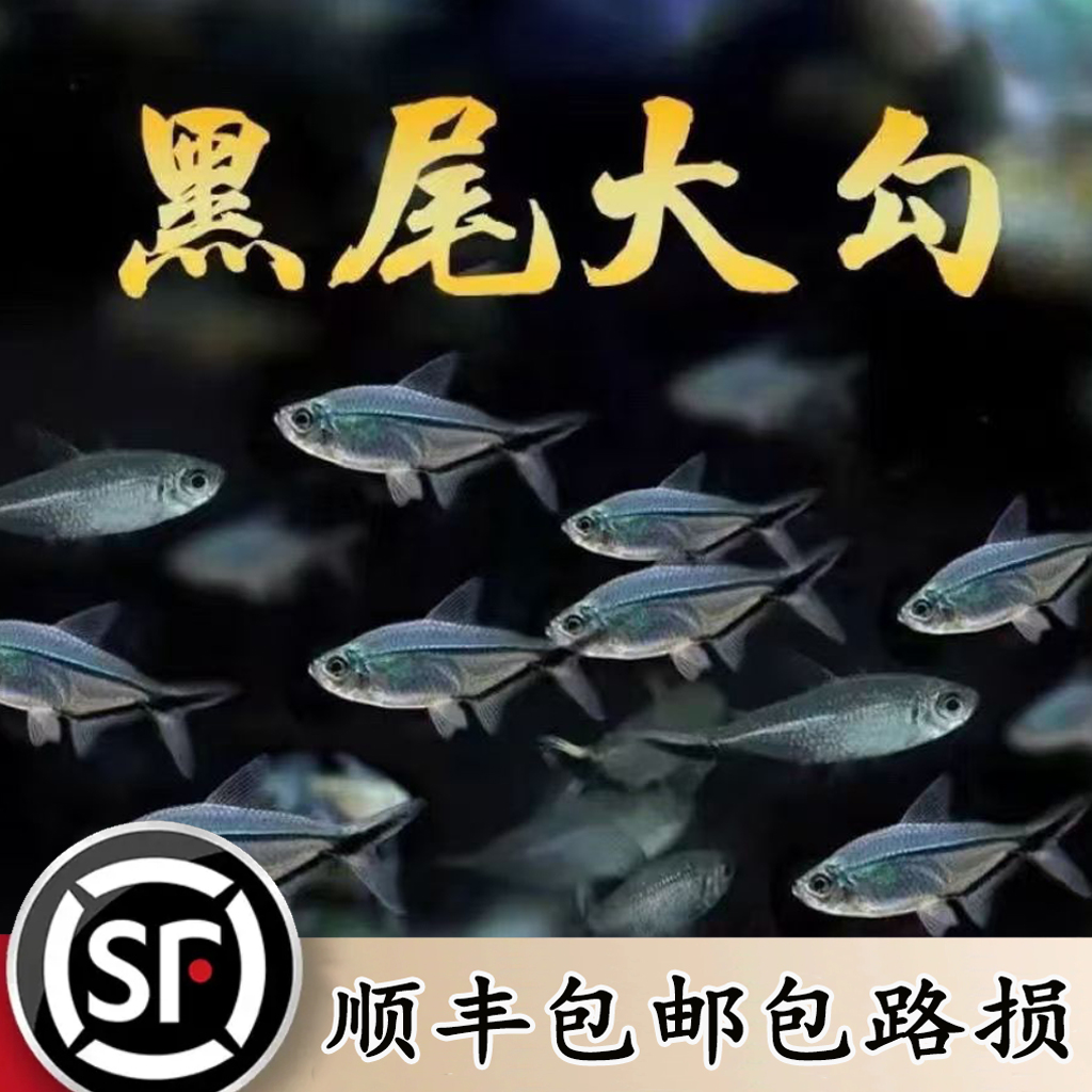 观赏鱼（黑尾）热带鱼群游鱼灯科鱼易存活热带黑尾鱼观赏鱼