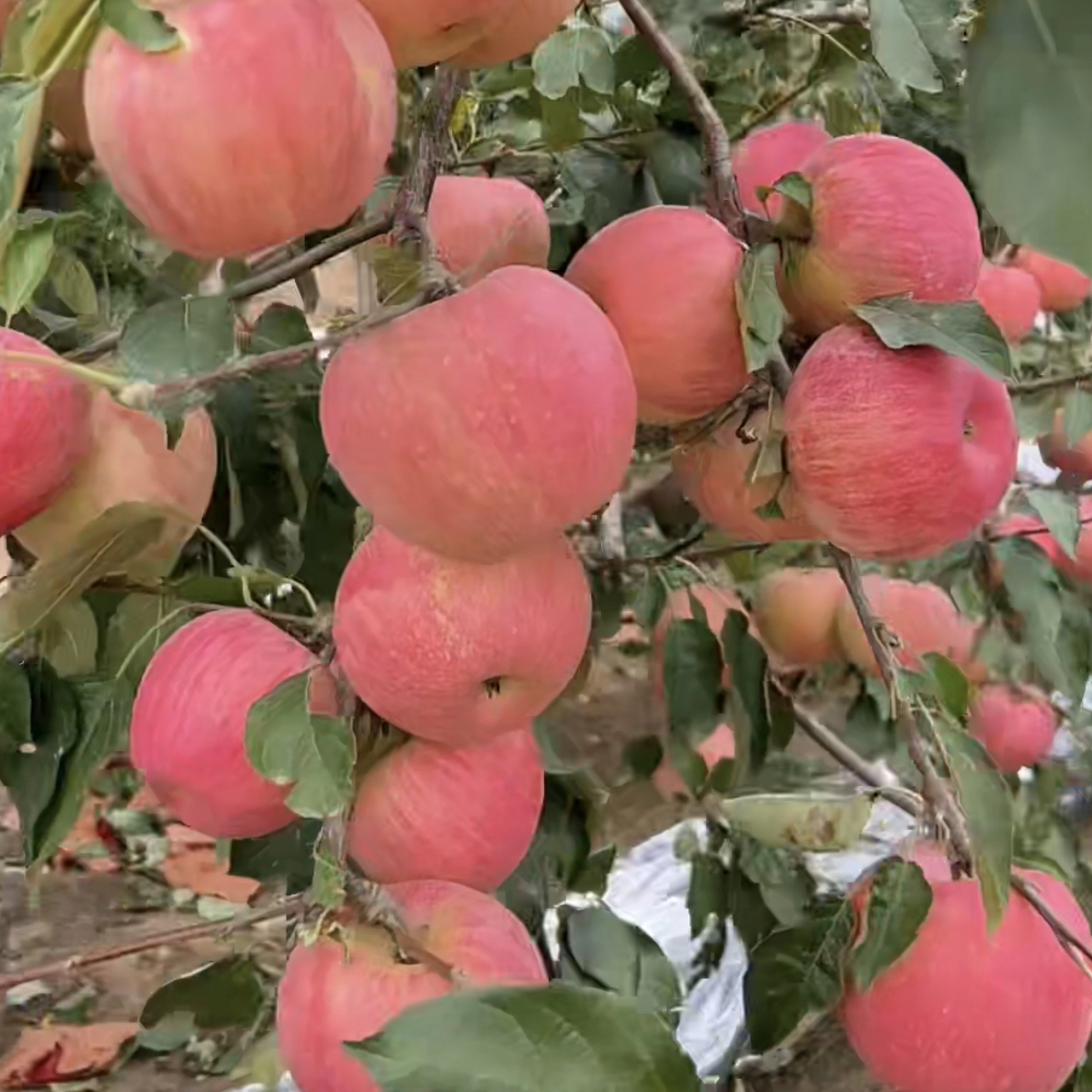 4.8-5斤大山里东北寒富苹果水果新鲜当季整箱红脆应季现季苹果