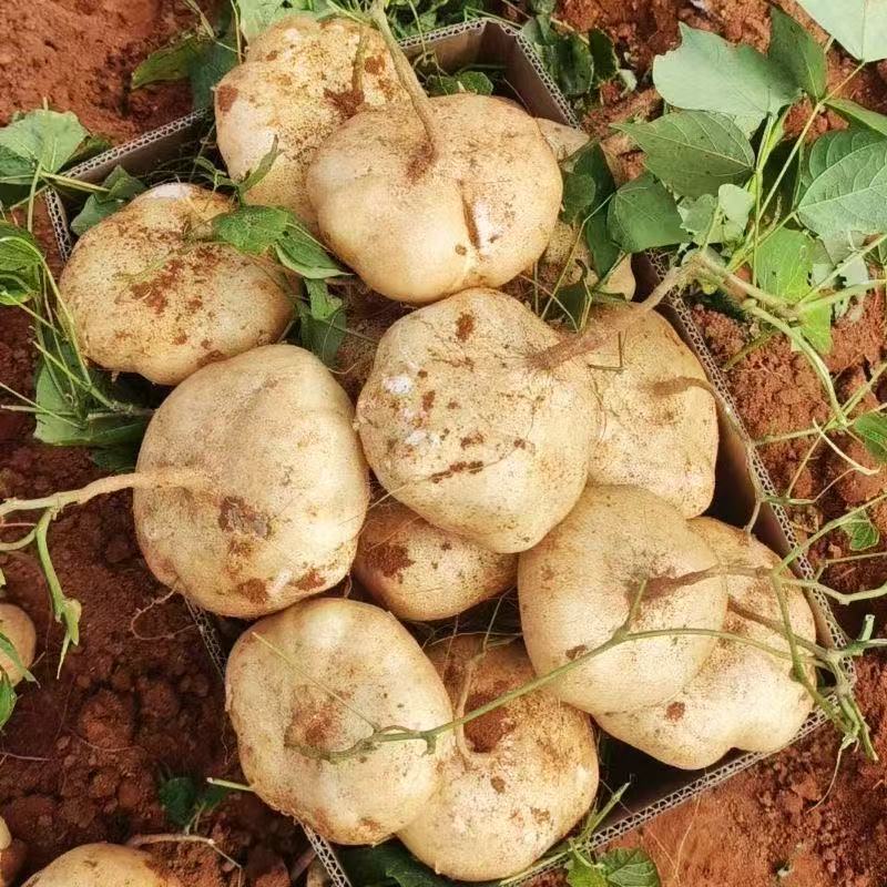 贵州地萝卜新鲜凉薯脆甜多汁农家种植现挖凉薯地瓜沙葛地梨