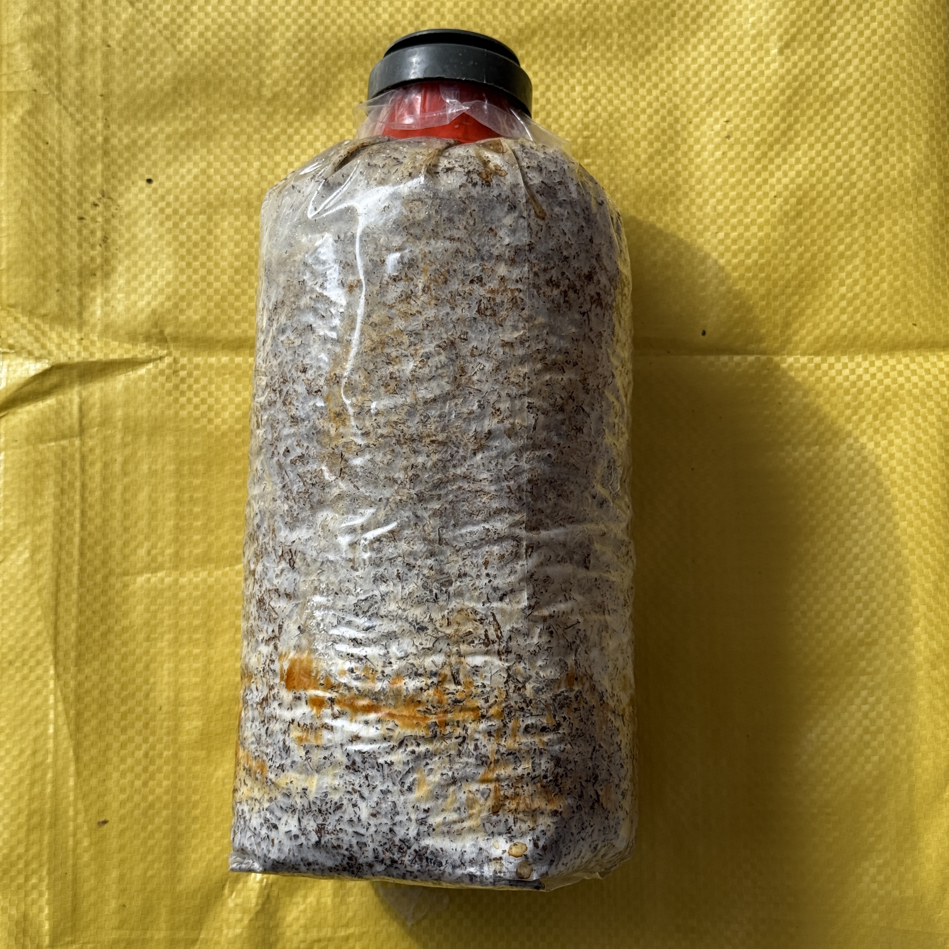 （4袋黄菌）毛慈菇伴生菌（非食用菌） 毛慈菇菌种