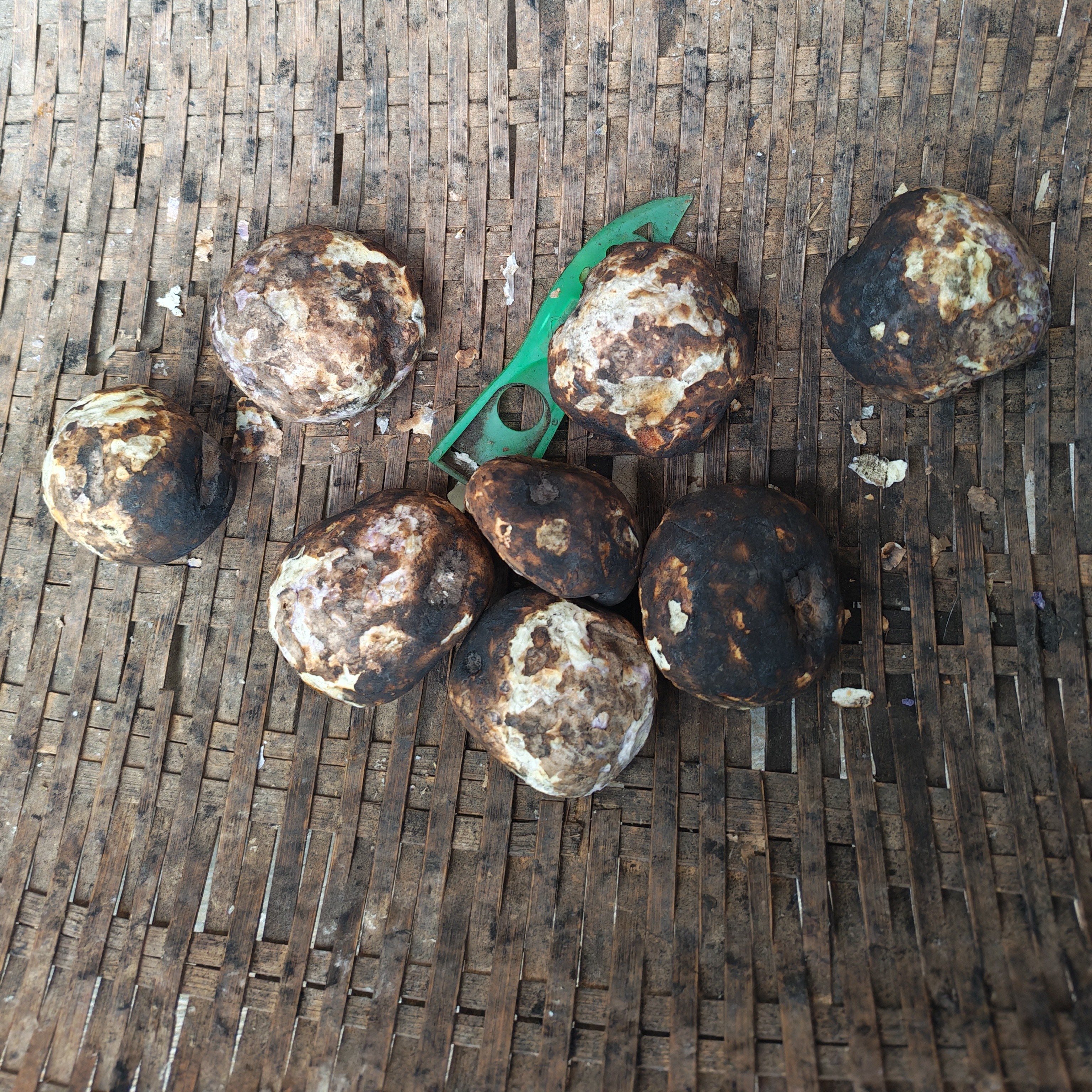 云南大山包小黑紫七彩小土豆绿色种植好吃又营养