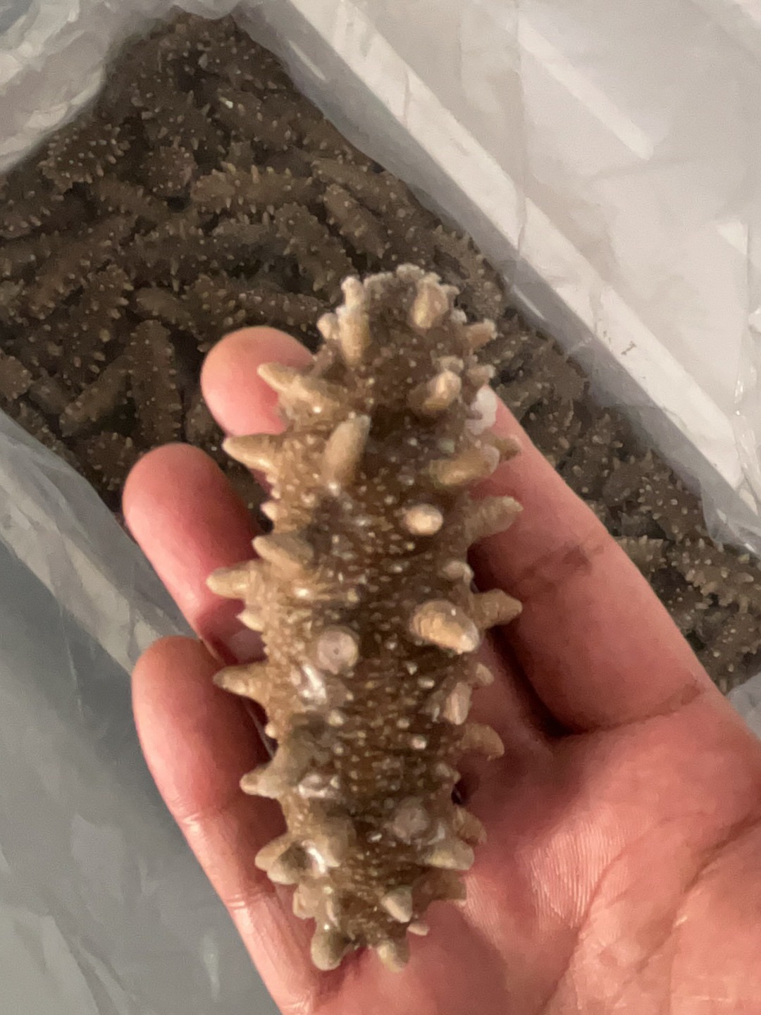 辽参鲜蒸即食海参 一斤15头左右【顺丰发货】