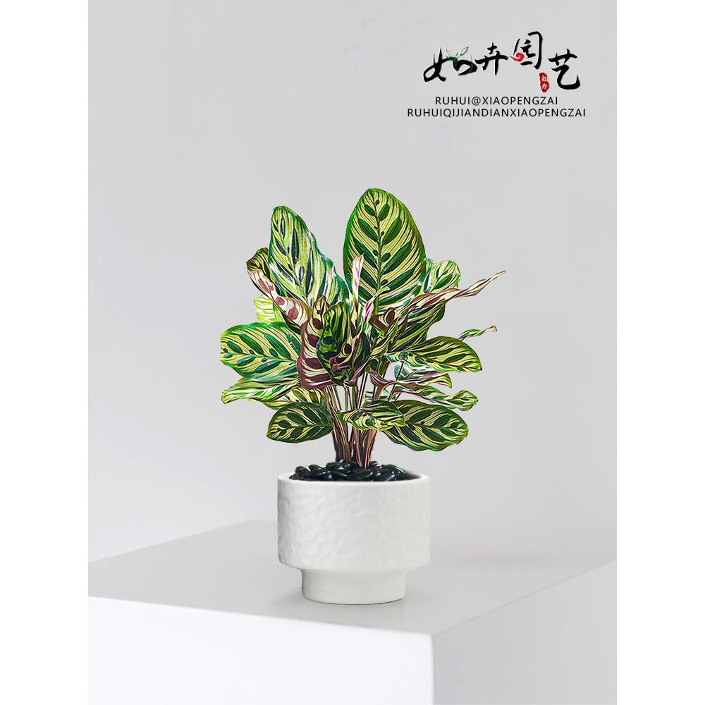 孔雀竹芋盆栽绿植网红室内猫眼竹芋植物办公室客厅摆放好养护