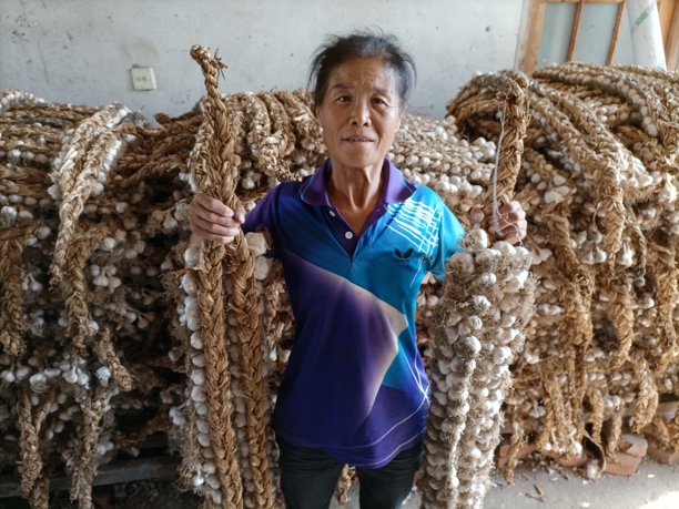 开原老城紫皮4/6瓣大蒜可种可吃100头包邮农家自产紫皮蒜