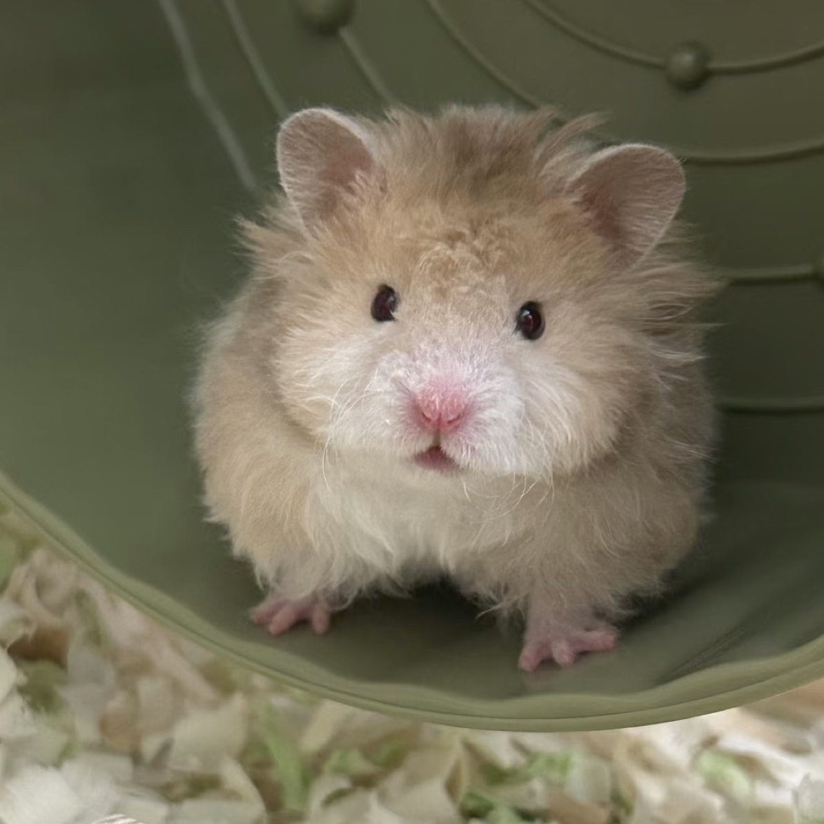 金丝熊仓鼠活体包邮包运输风险随机发