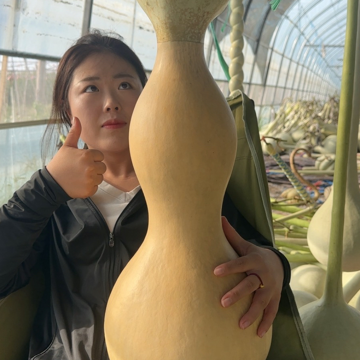 盛世莲花头葫芦10粒