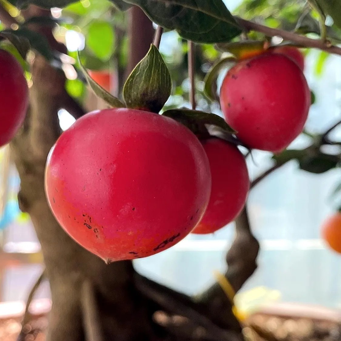 金弹子红富士血红鸡蛋果，晚熟品种，玫瑰血红