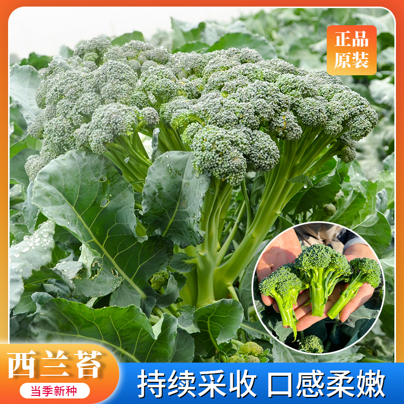 美农汇 西兰苔种子西兰花菜苔芥蓝芥兰易种生长快采收期长阳台盆