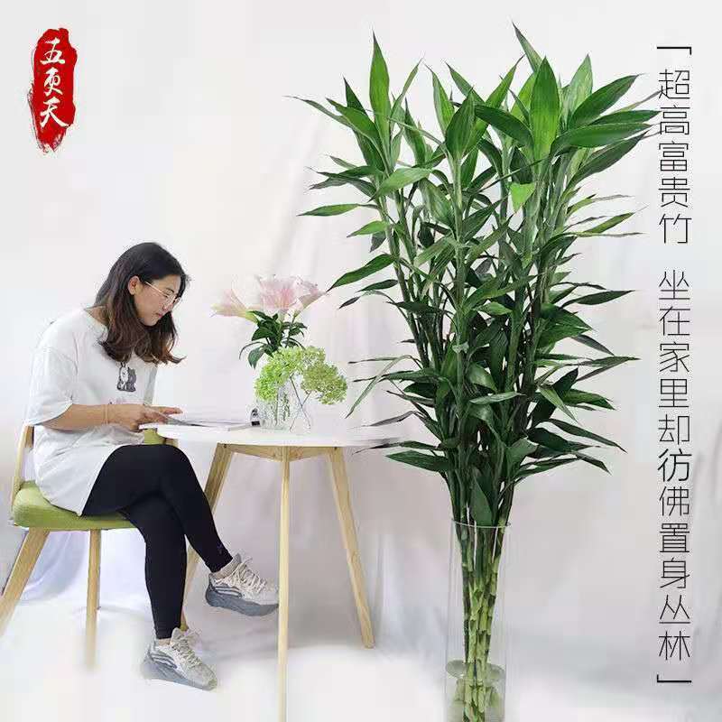 云南富贵竹11水培花卉绿植物室内净化空气好养直播办公室盆栽摆件