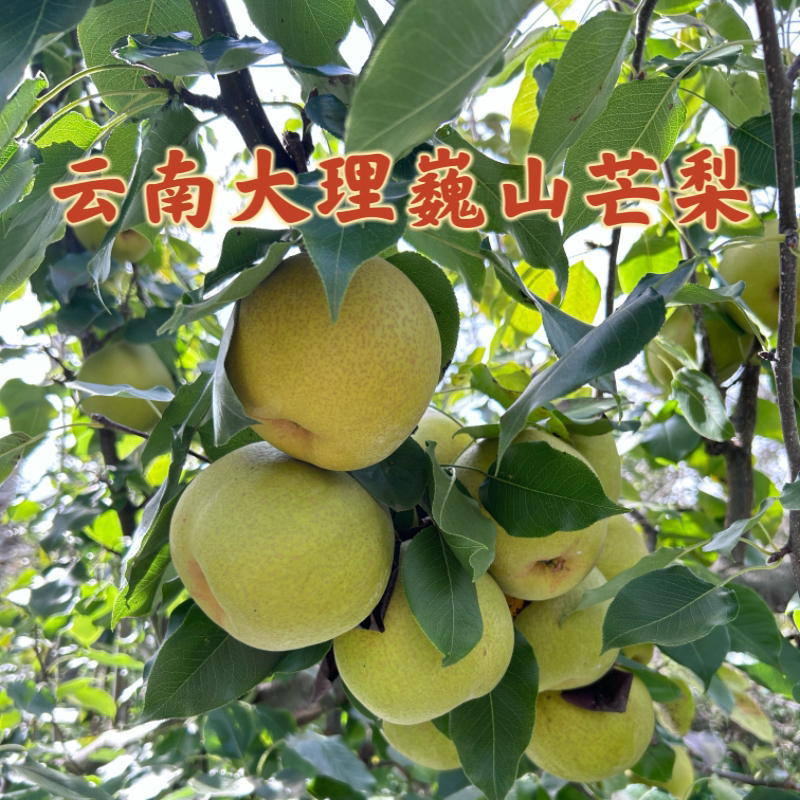 云南大理巍山特色水果芒梨现摘现发