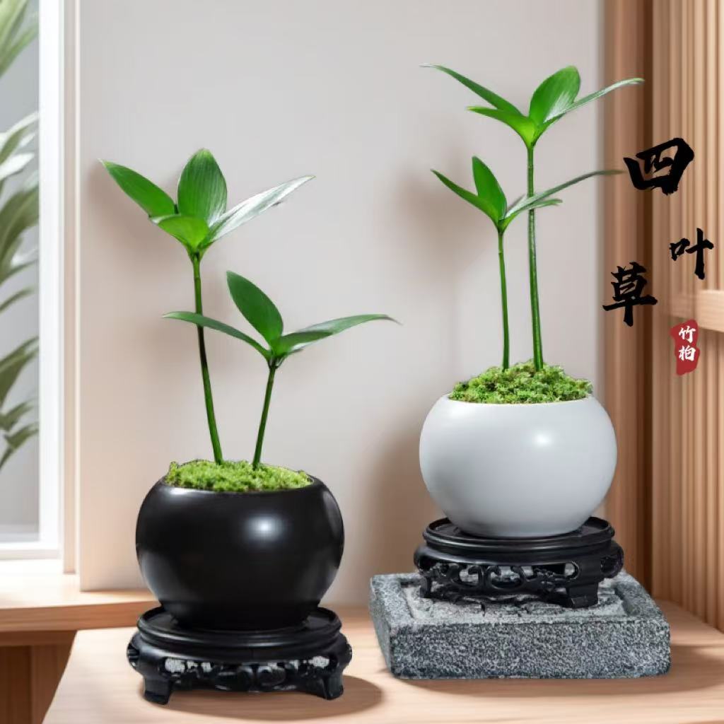 幸运四叶草小盆栽植物桌面微景观办公室创意小绿植造景袖珍mini