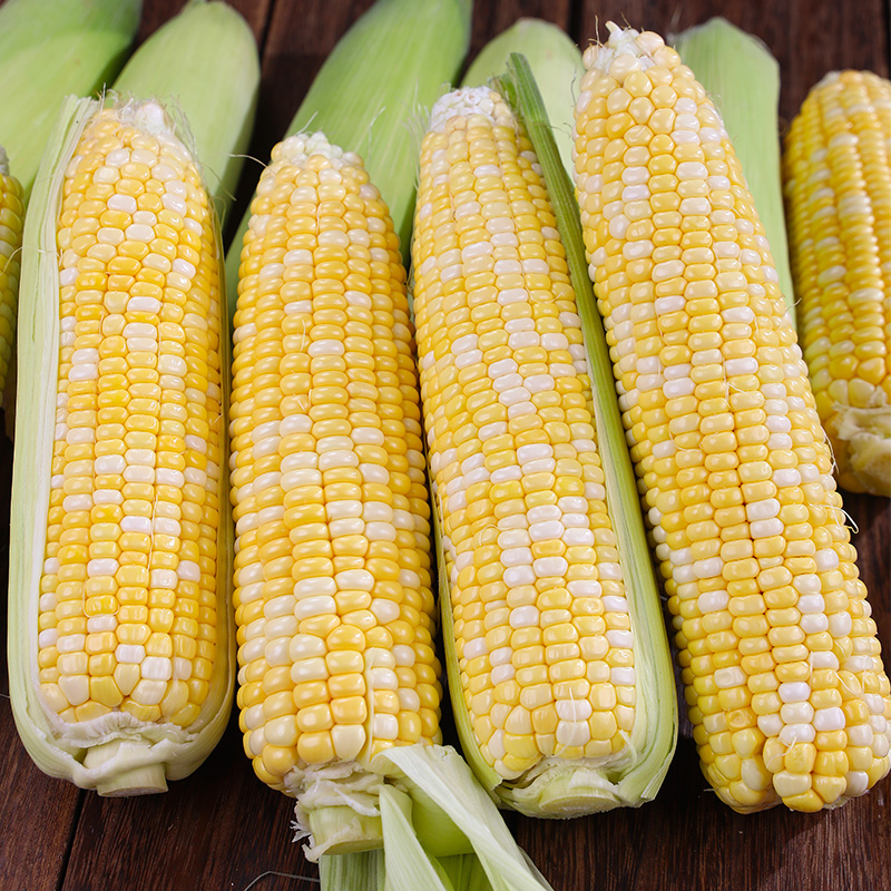 【甜脆爆汁】正宗云南金银水果甜玉米3/5/9斤可生吃带壳现摘新鲜