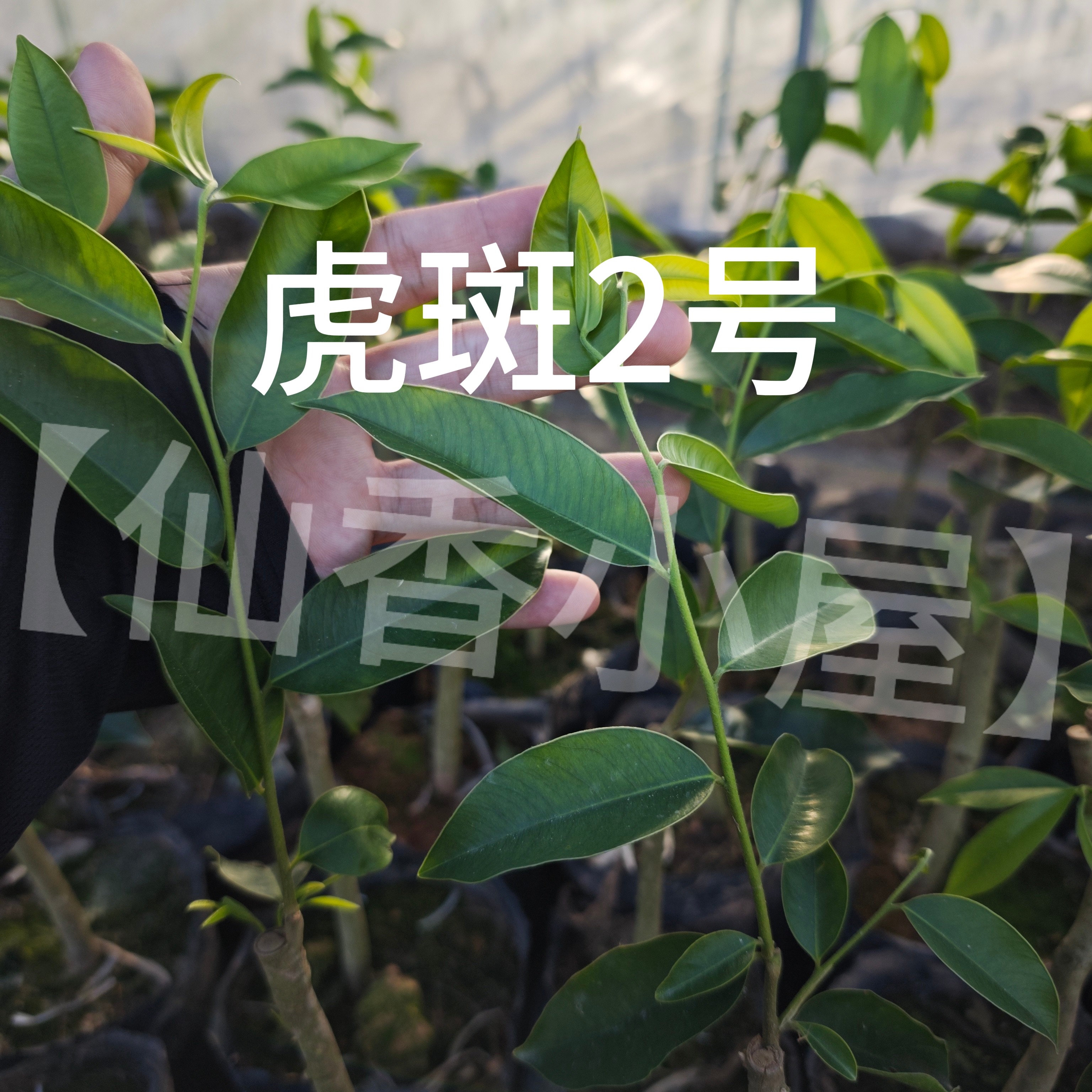 虎斑2号棋楠沉香树苗国香虎斑树心油品种正宗嫁接母树一代苗正品