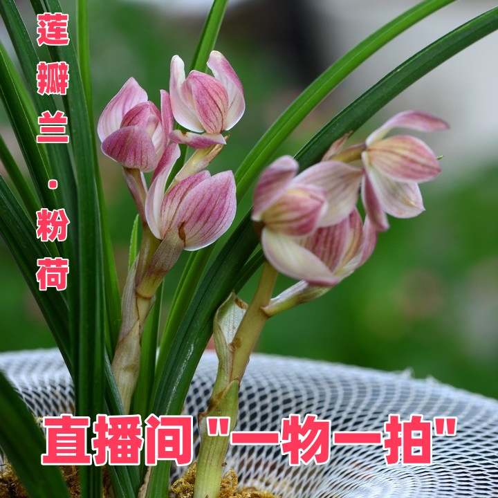 （免邮） 滇西花业  兰花  直播间  “一物一拍”