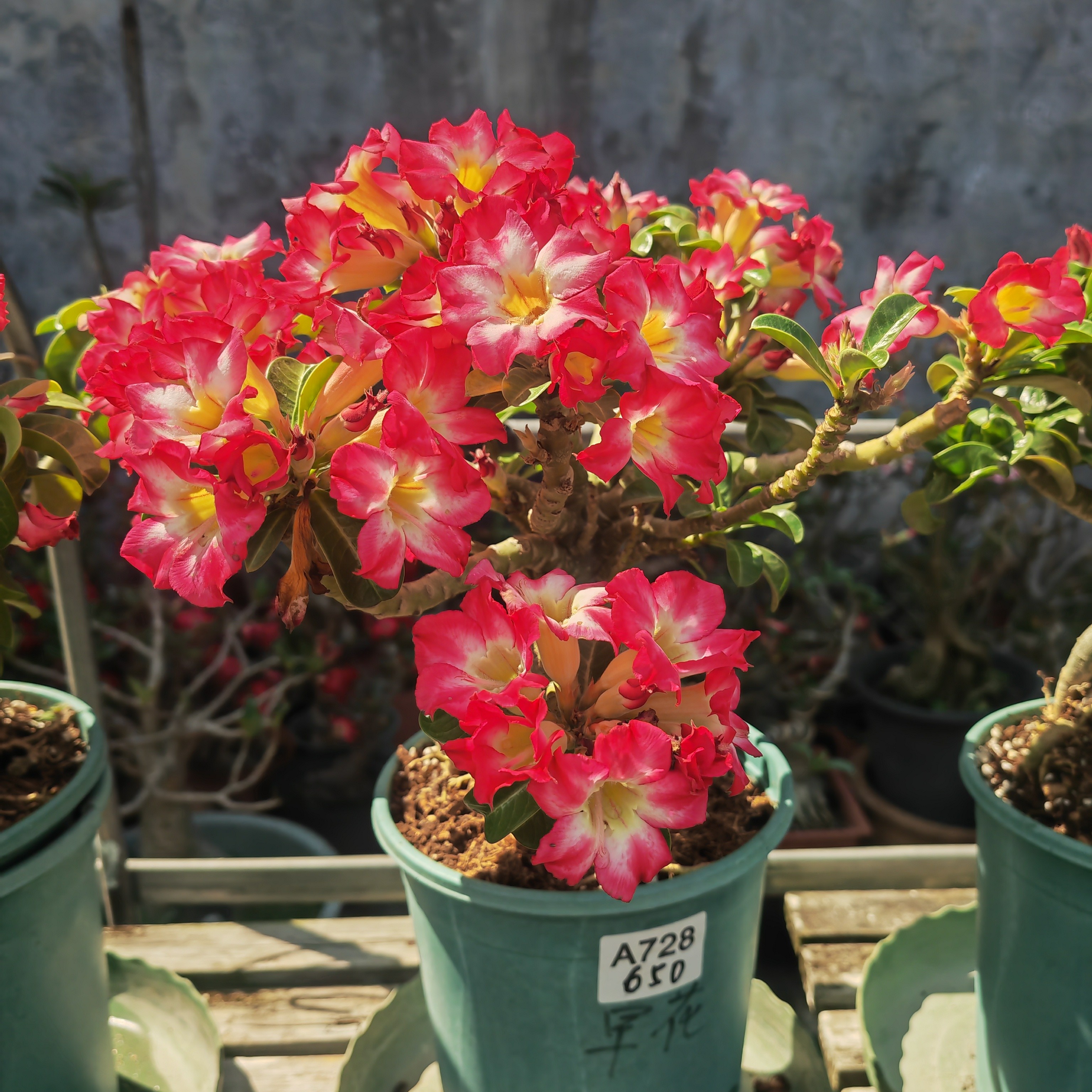 泰国进口沙漠玫瑰黑皮毛毛虫老桩 瑕疵特价一物一拍无售后