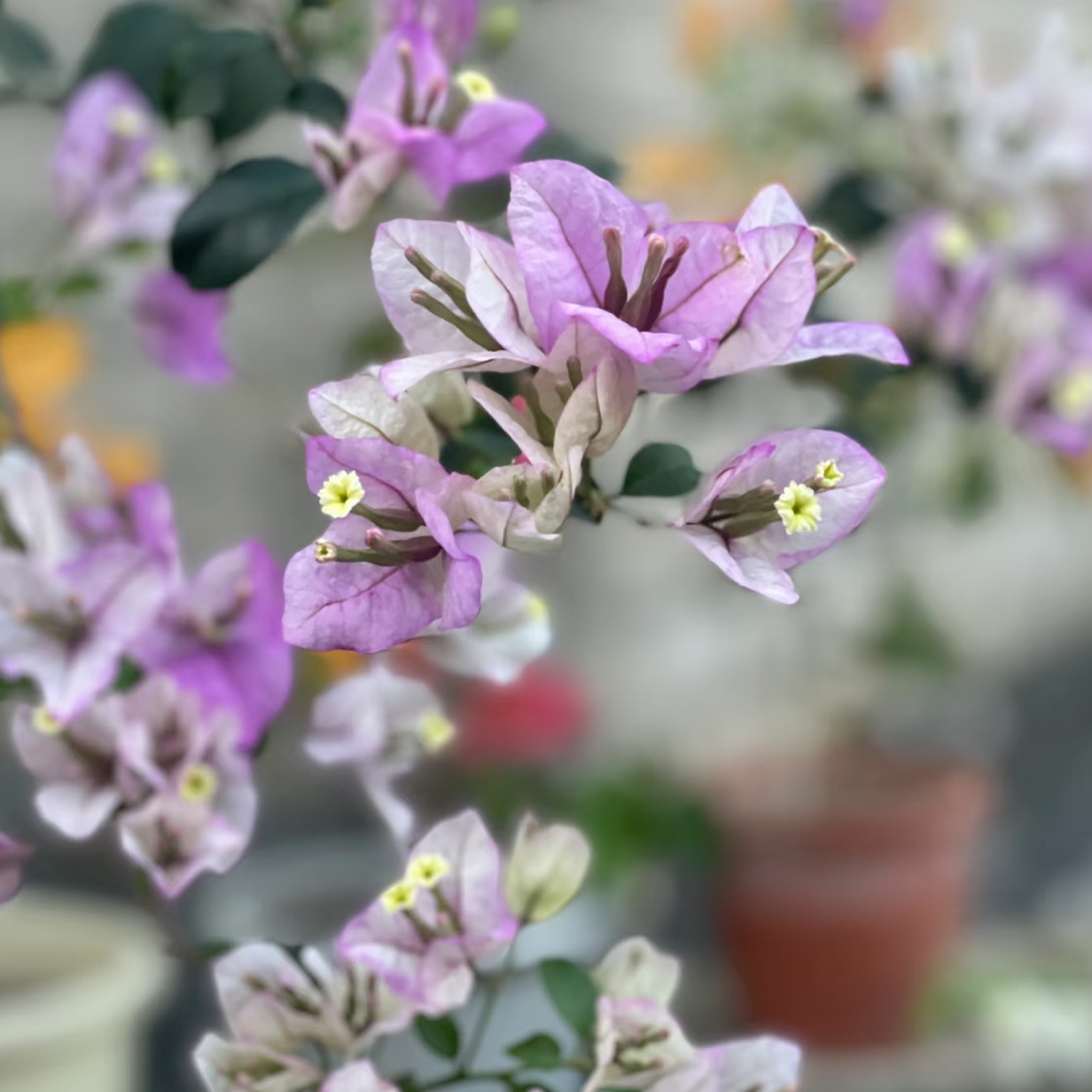 绿叶雪紫三角梅勤花飘枝爬藤室内外可养易活易开花