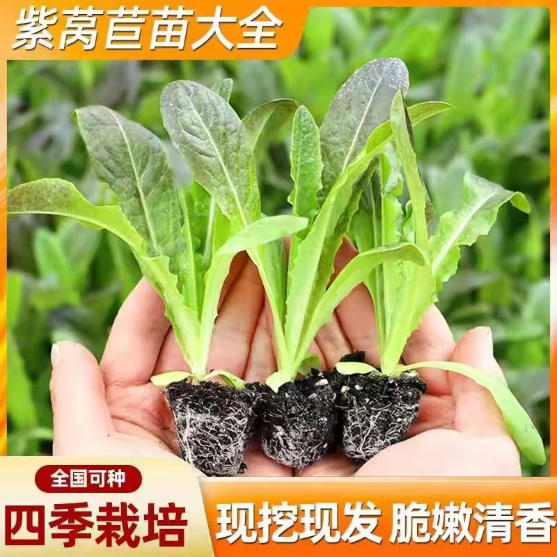 (破损包赔)青皮莴苣苗10颗20颗现货现发耐寒耐热当季蔬菜苗莴苣苗