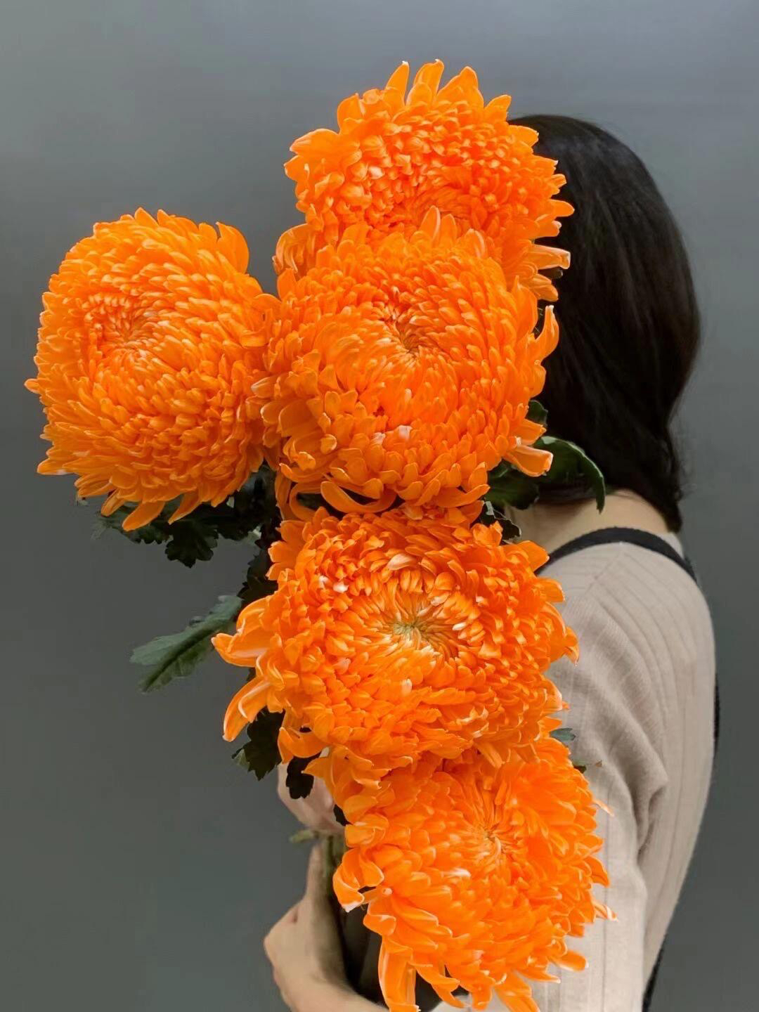 婵之语优选爱马仕橙牡丹菊鲜切花