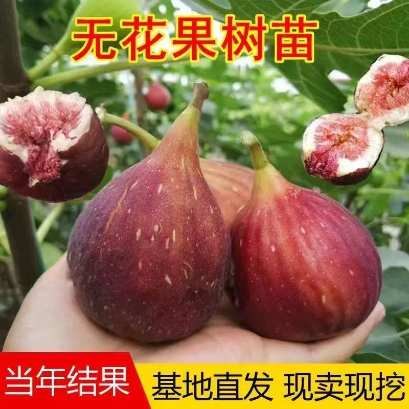 无花果树苗波姬红大果新品种耐寒耐旱盆栽地栽南北方种植当年结果