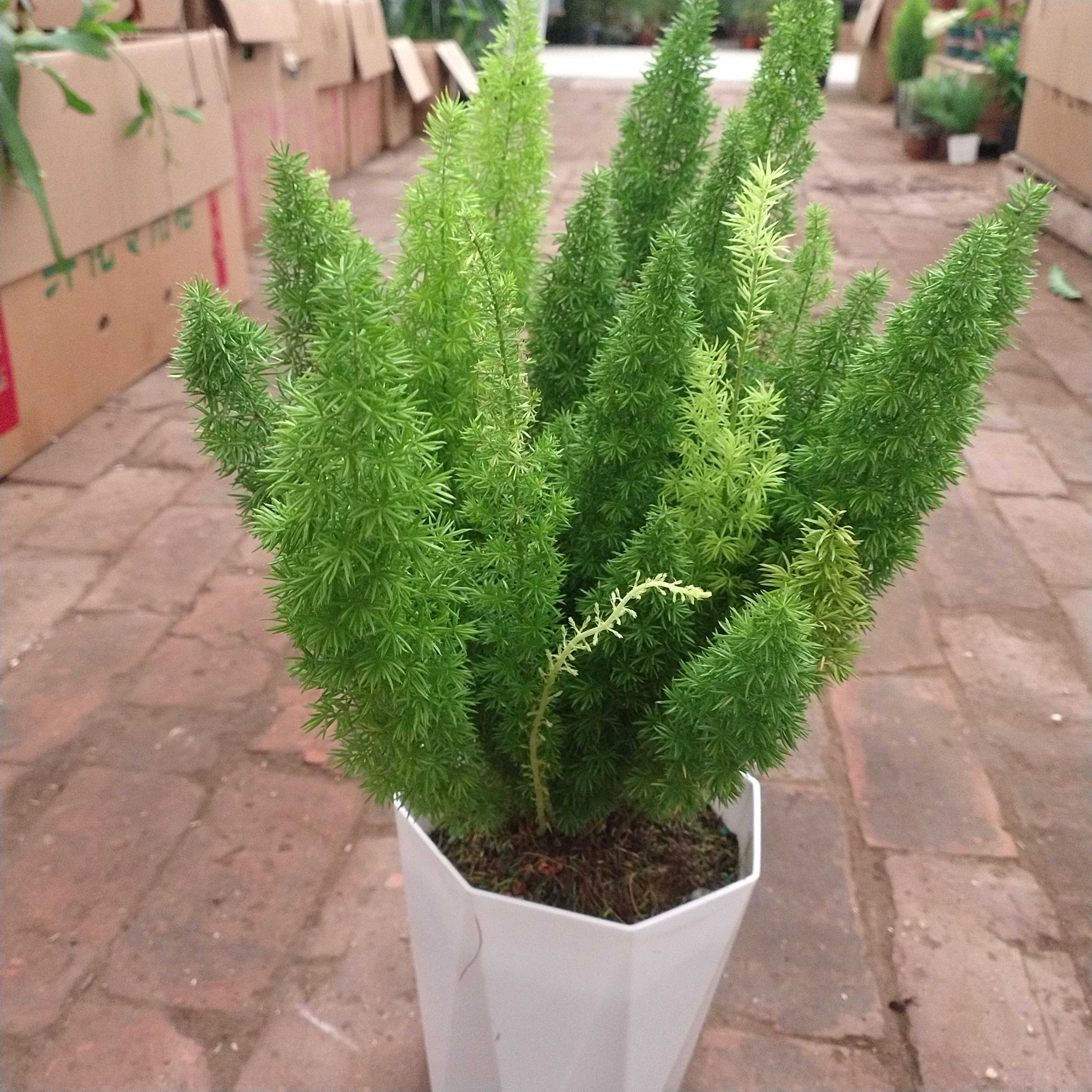 带盆大颗狐尾天门冬室内外绿植净化空气吸甲醛适合多种场景摆放