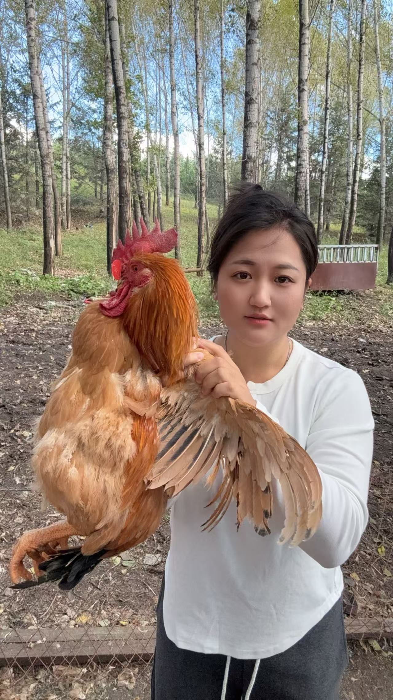 农村散养大红公鸡