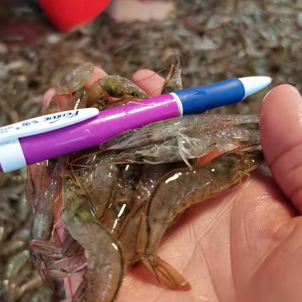 5斤顺丰包邮，鲜活打包，基围虾/白对虾/小海虾/小米虾