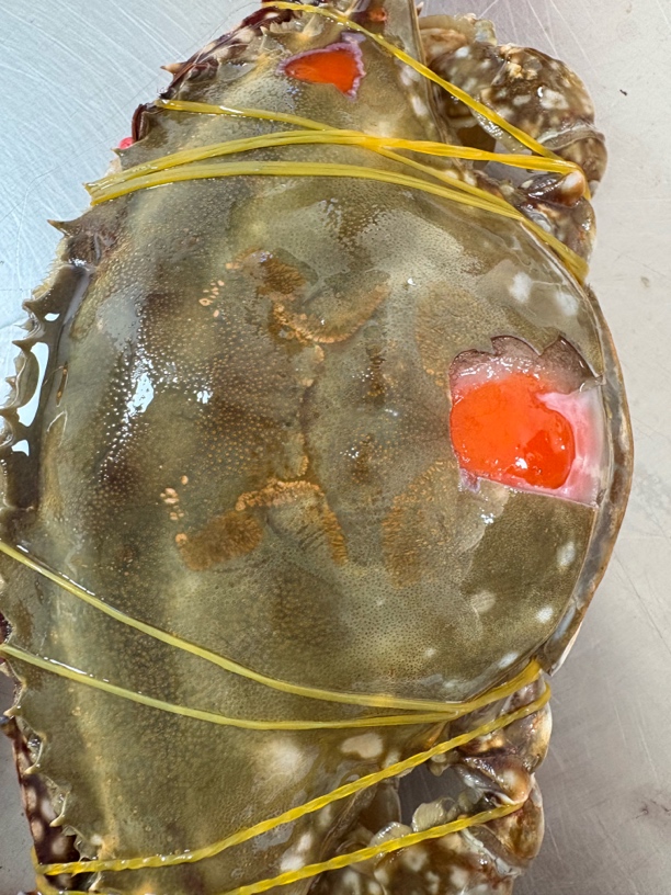 舟山红膏呛蟹净重6-8两特产秘制