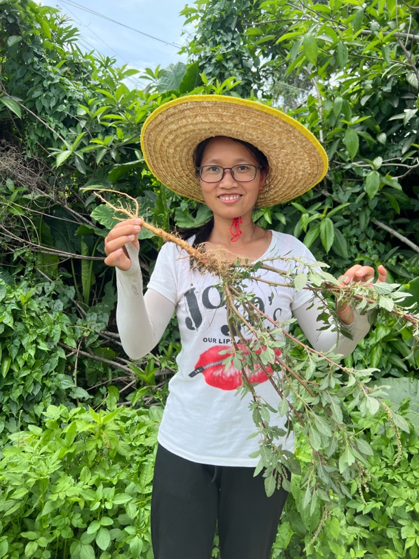 广东阳春野生红刺苋头煲汤首选红色