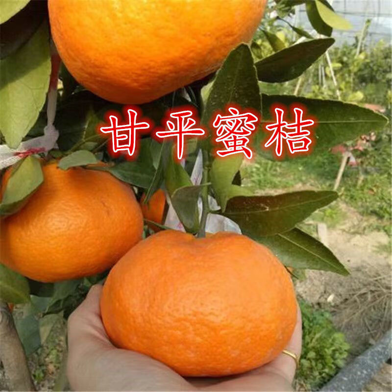 甘平柑橘苗柑桔嫁接苗新品种四川果苗限售甘平树苗红美人柑橘树苗