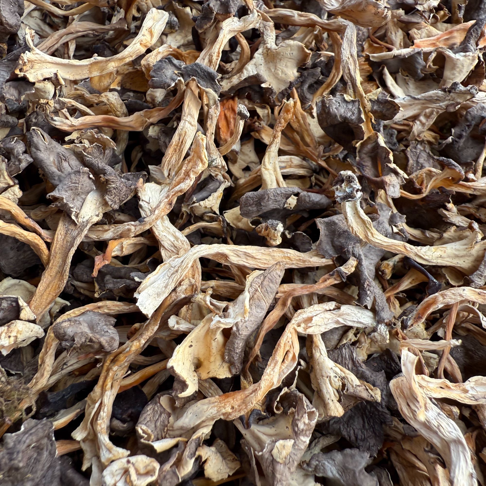 【桂花菌】云南丽江桂花菌金丝菌喇叭菌肉质脆嫩桂花香气生态农产品