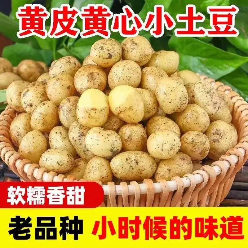 C恩施富硒小土豆农家新鲜现挖网红小土豆5-9斤应季蔬菜迷你马铃薯