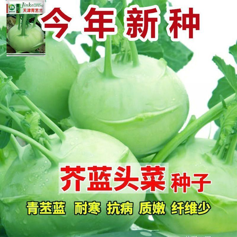 {（实惠）水果苤兰种子良种青苤蓝菜球四季蔬菜种子大全