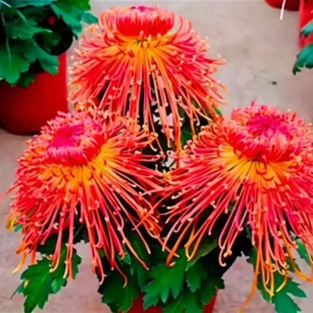 九月大菊菊花苗盆栽室内阳台地载各种花苗耐寒耐热金丝大菊国宝菊