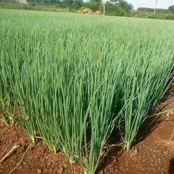 山东小香葱小嫩葱蘸酱葱凉拌葱生吃葱调味品脆嫩小葱