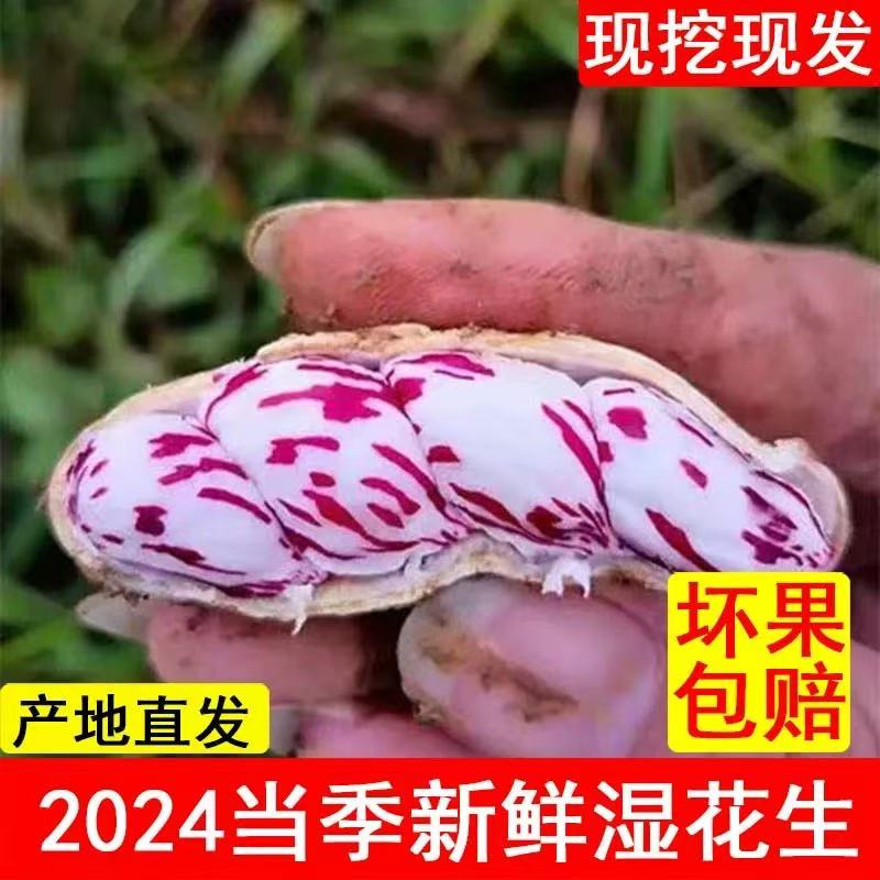 精选云南新鲜带泥七彩花生湿花生 富硒黑花生新鲜牛奶花生可水煮