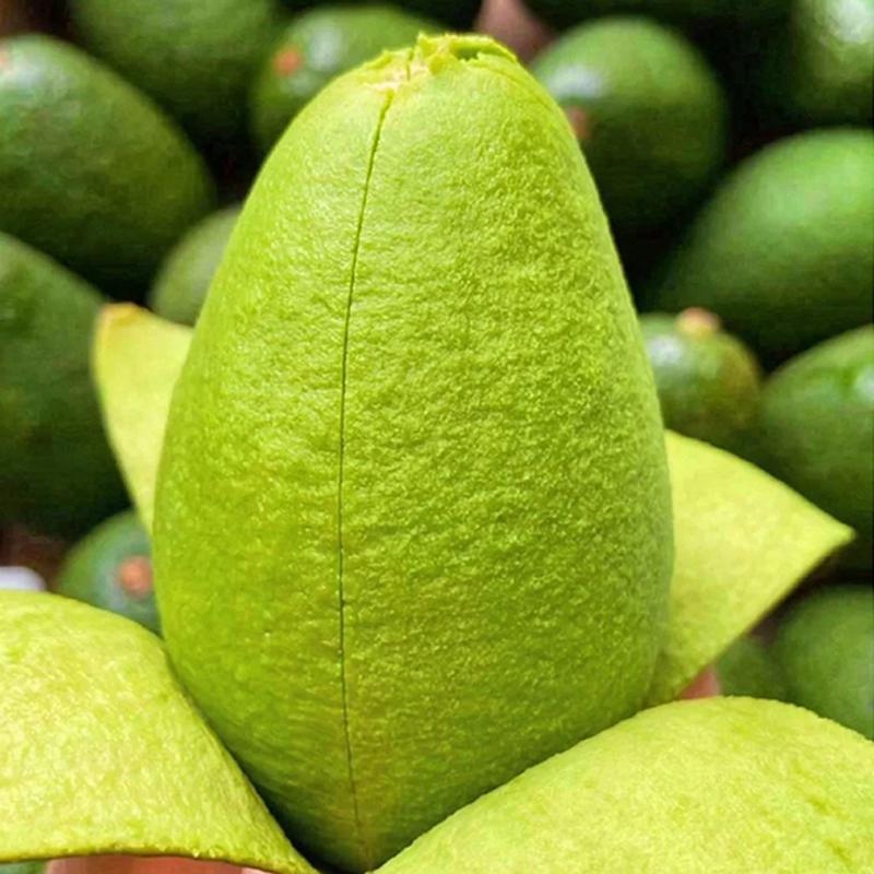 【坏果包赔】秘鲁进口哈斯牛油果当季新鲜水果4-10个装辅食