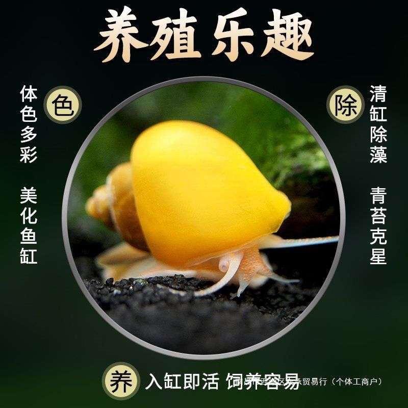 黄金螺除藻螺吃鱼粪龟粪擦玻璃吃青苔的观赏螺品质淡水鱼缸工具螺